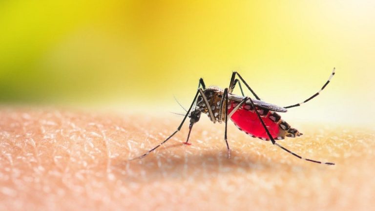 La Pampa tiene 54 casos de dengue: 19 son autóctonos de Santa Rosa, General Pico, General Acha, Macachín, Vertiz y Speluzzi