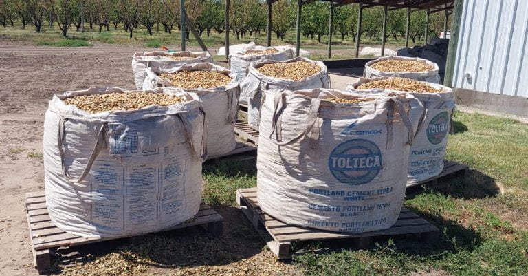 La Adela: comenzó la cosecha de almendras destinada al mercado nacional