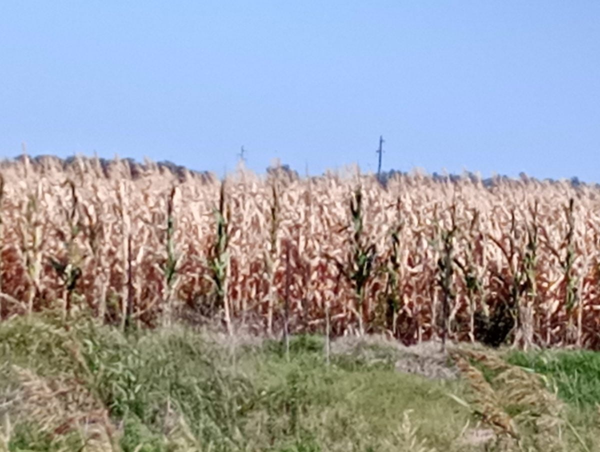 La sequía sigue causando estragos en la producción agropecuaria del norte pampeano