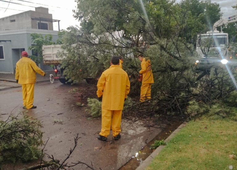 Remueven árboles caídos tras la tormenta de anoche