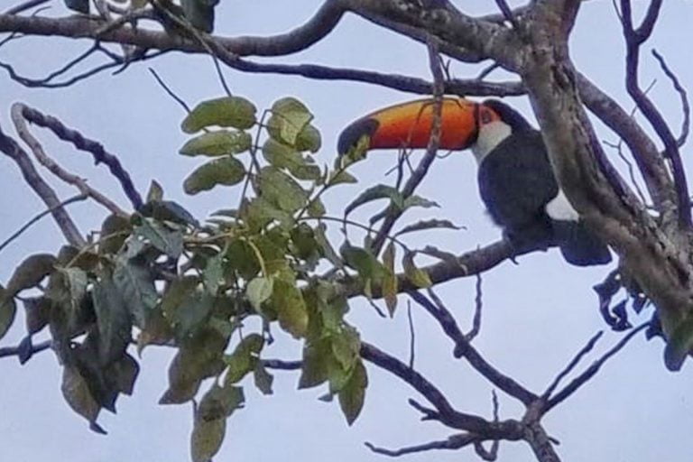 Avistamiento único: alambradores de Winifreda capturan en foto a un tucán en la zona rural