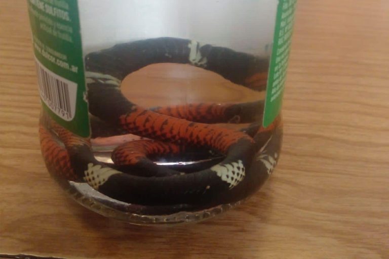 Rescate milagroso: Bebé mordida por serpiente coral se recupera gracias a la rápida acción médica