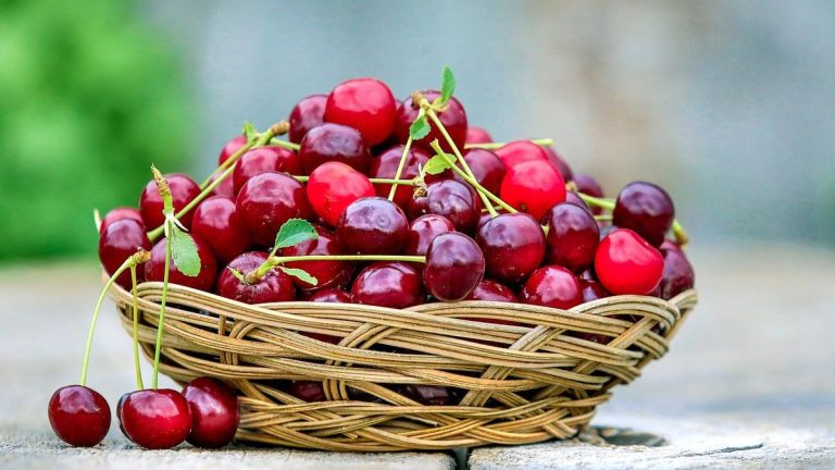 Para los amantes del jardín: hoy conoceremos más sobre el Cerezo