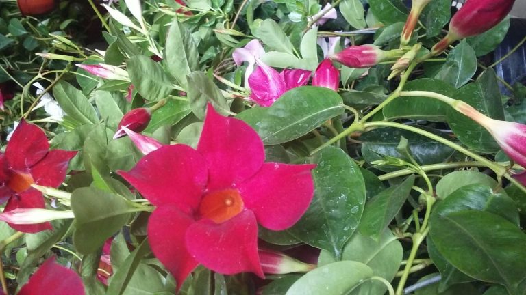 Para los amantes del jardín: hoy escribí sobre la Dipladenia