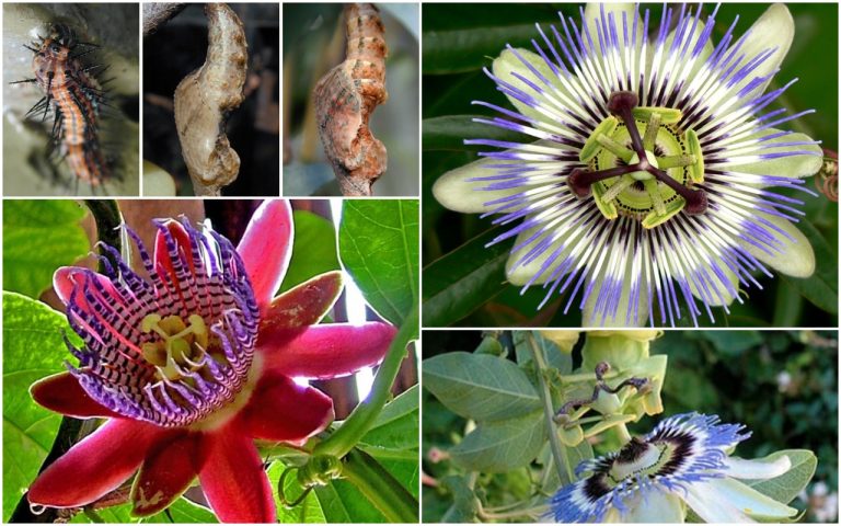 Para los amantes del jardín: hoy escribiré sobre la Pasionaria o Mburucuyá