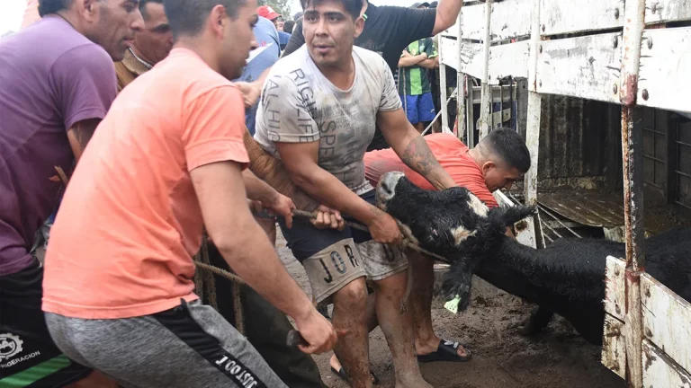 Daniel Ríos, el pampeano que vivió una insólita “faena” de los animales que trasladaba en su camión: “nunca me pasó algo así, más de 500 personas con cuchillos y machetes adentro del acoplado llevándose los animales”