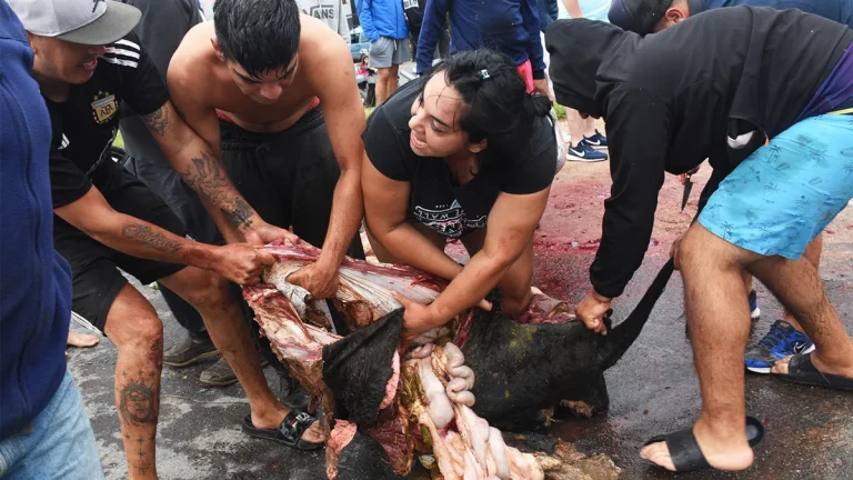 Cientos de personas faenaron los novillos de un camión de La Pampa que volcó en Río Cuarto