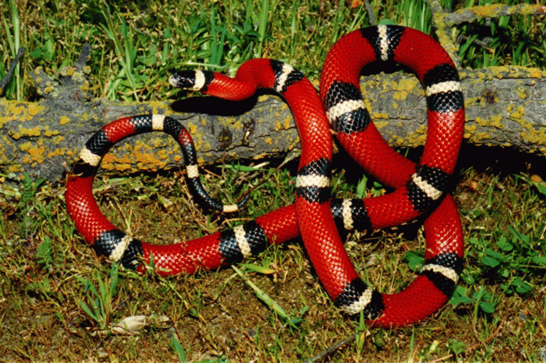 Una bebé fue picada por una serpiente de coral en 25 de Mayo y está grave