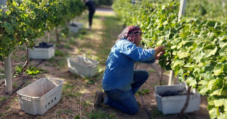Vendimia histórica en Casa de Piedra: “Ha superado nuestras expectativas en relación con los rindes y la calidad de las uvas” manifestó el vicepresidente del EPRC