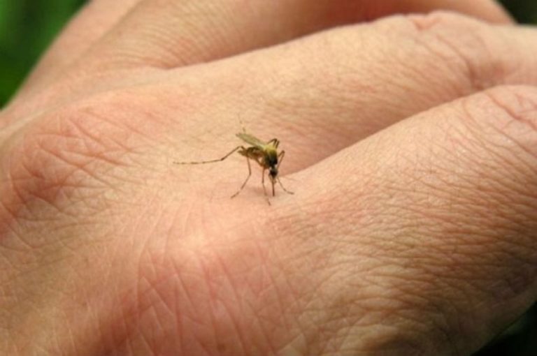 Argentina tiene más de 269 mil casos de y cerca de 200 fallecidos por Dengue