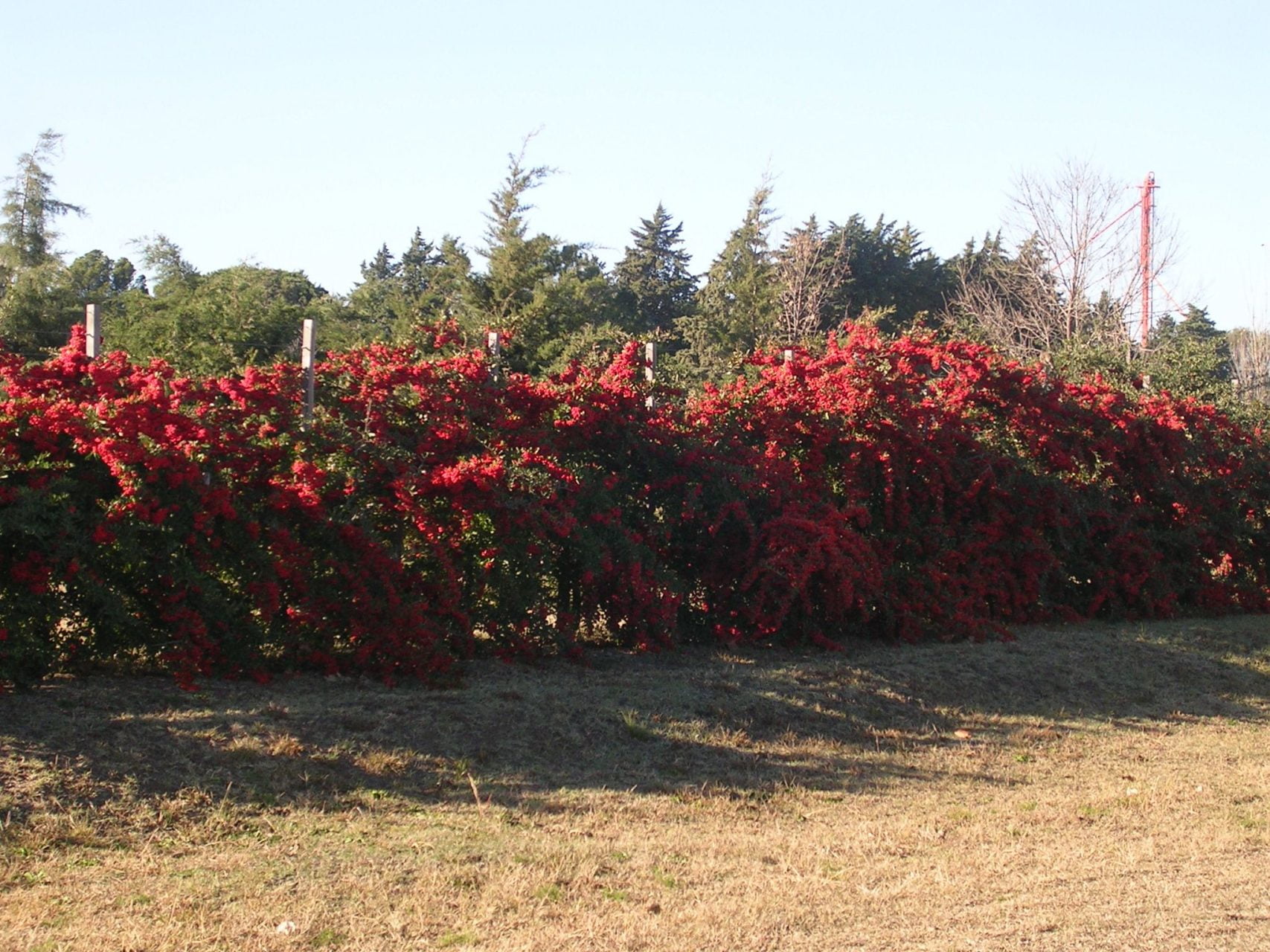 Para los amantes del jardín: hoy escribiré sobre la Crataegus