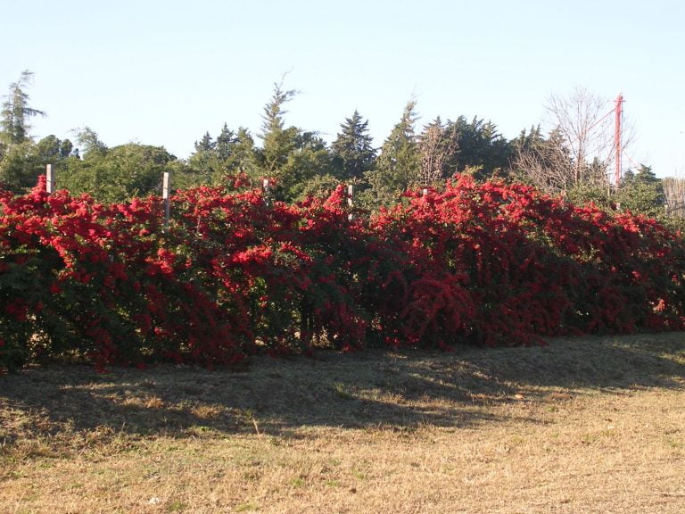 Para los amantes del jardín: hoy escribiré sobre la Crataegus