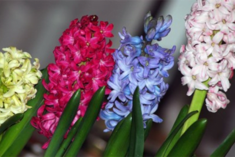 Para los amantes del jardín: hoy escribí sobre los Jacintos