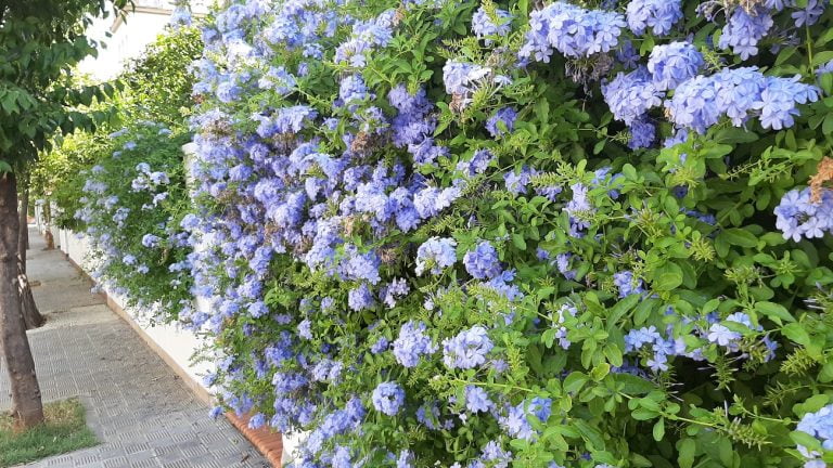 Para los amantes del jardín: hoy conoceremos más del “Jazmín del cielo”