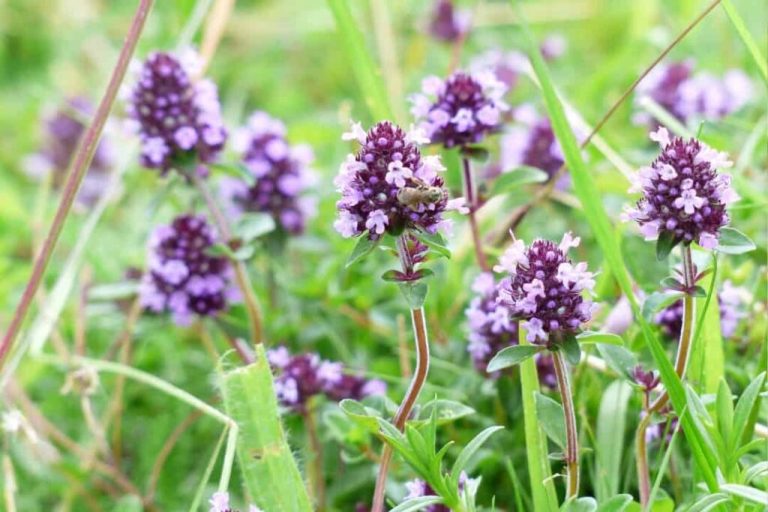 Para los amantes del jardín: hoy escribiré sobre el Tomillo