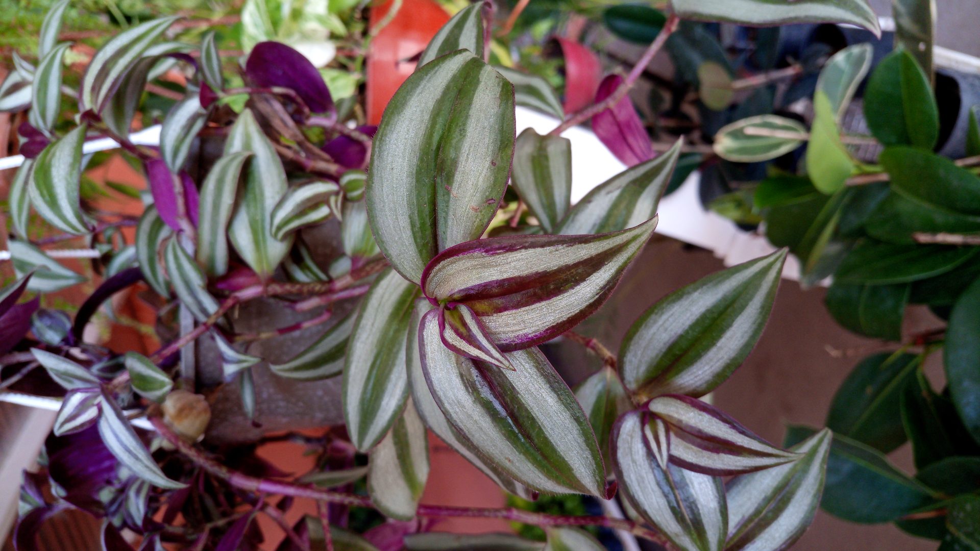 Para los amantes del jardín: hoy escribiré sobre la “Tradescantia”