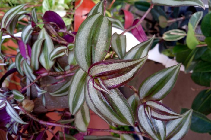 80 Graines De Tradescantia – Fraîches, Sans OGM, Très Faciles à Cultiver - 10