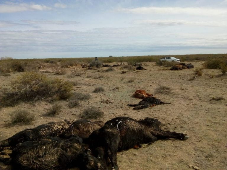 La Pampa en alerta: 5.392 animales muertos y 100.000 vacunos desplazados por sequía implacable