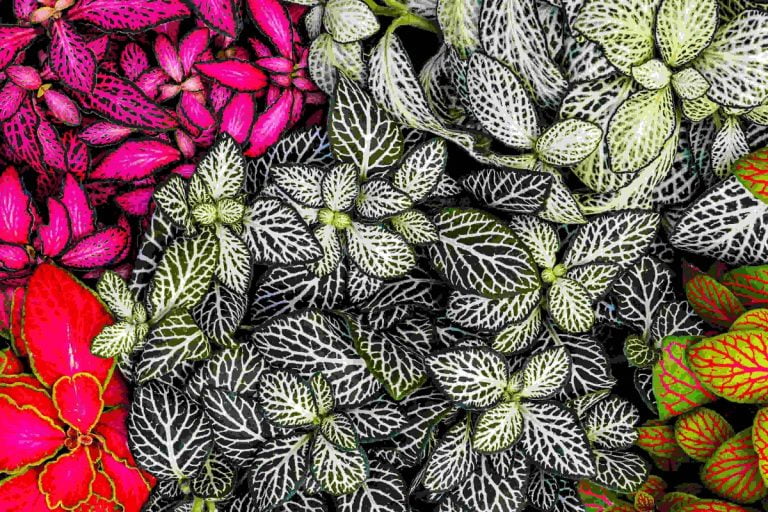 Para los amantes del jardín: hoy hablare de Fitonia