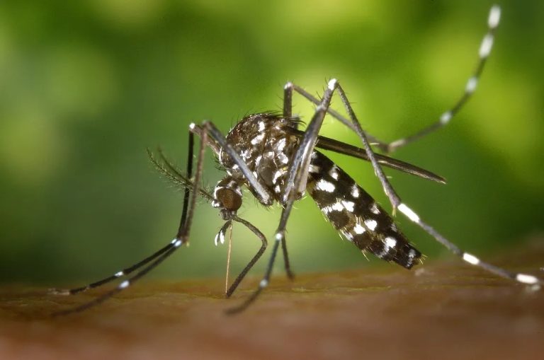 Esta semana se confirmaron 81 casos de dengue en La Pampa y ya suman 300