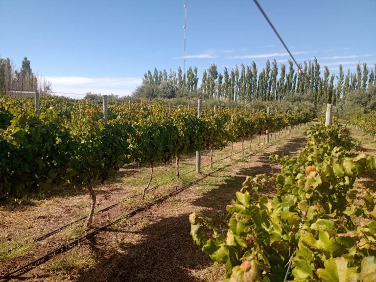 Récord de cosecha en Casa de Piedra: 140 mil kilos de uva prometen un auge en las bodegas pampeanas