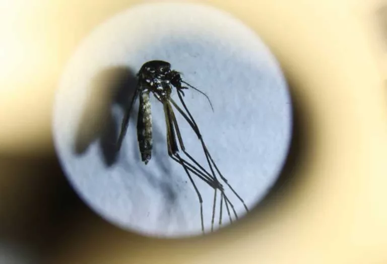 El dengue en la Argentina ya acumula más de 315 mil casos: el último informe pampeano marcó 300 infectados durante el año