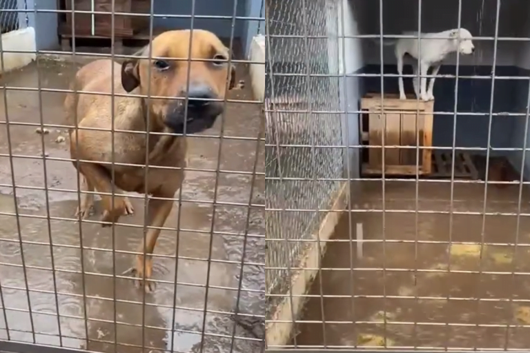 Tras las abundantes lluvias, la Municipalidad comenzó con las tareas para solucionar la inundación en los caniles del refugio canino