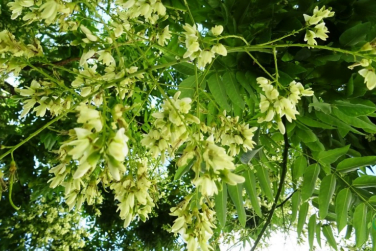 Para los amantes del jardín: hoy escribiré sobre la Sofora