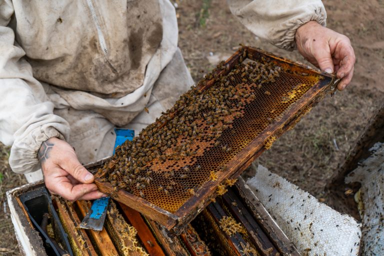 La Pampa destaca con 320 apicultores y más de 233,000 colmenas en nueva campaña para promover el consumo de miel