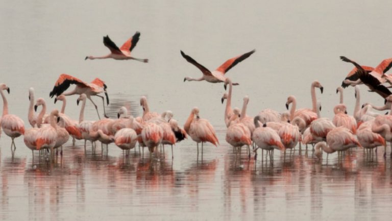 Alerta en La Pampa: urgen medidas para proteger al flamenco austral en riesgo de extinción