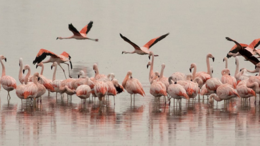 Alerta en La Pampa: urgen medidas para proteger al flamenco austral en riesgo de extinción