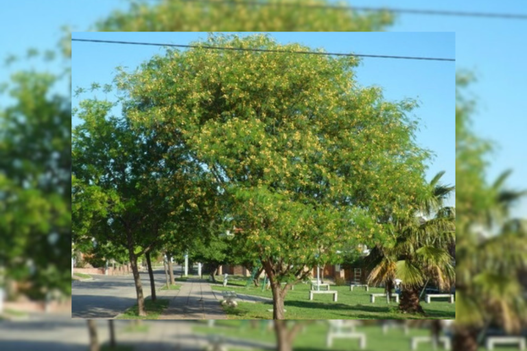 Para los amantes del jardín: hoy escribí sobre la Acacia Visco o Viscote