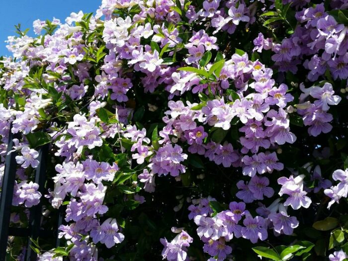 Para los amantes del jardín: hoy hablaré de Trompero Argentina bignonia Calistigoide