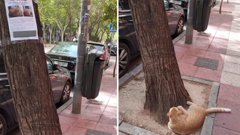 Increíble: encontró a un gato perdido que estaba mirando atentamente su propio cartel de ‘se busca’