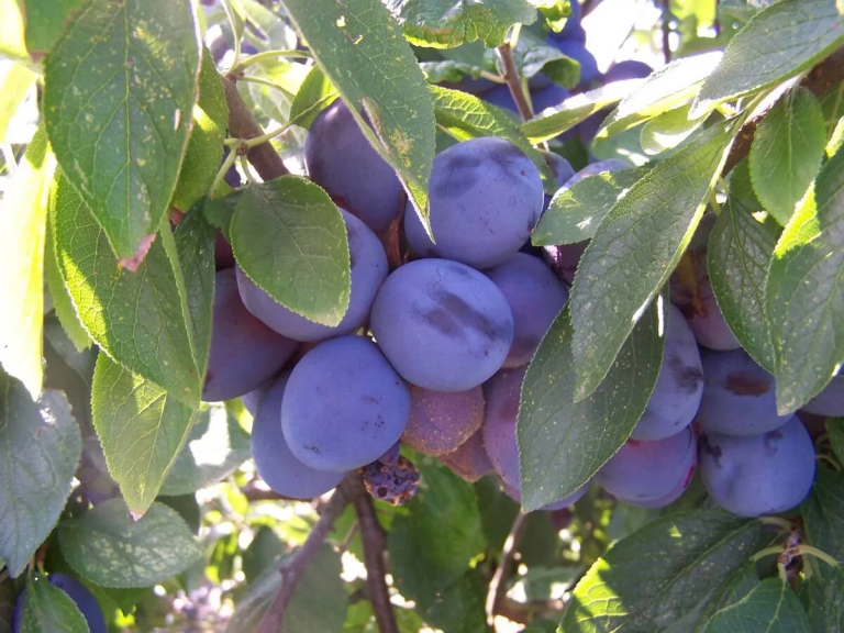 Para los amantes del jardín: hoy escribiré sobre el Ciruelo