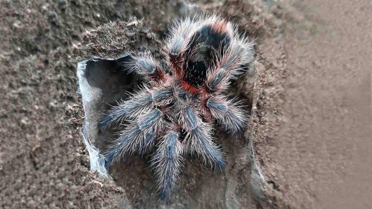 Descubren una nueva especie de tarántula en La Pampa