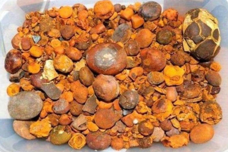 Desmantelamiento de una red de robo de “Oro Bovino” en un frigorífico de General Pico