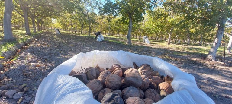 Cosecha de nueces en 25 de Mayo aumenta un 70% y supera las 200 toneladas, marcando un nuevo récord