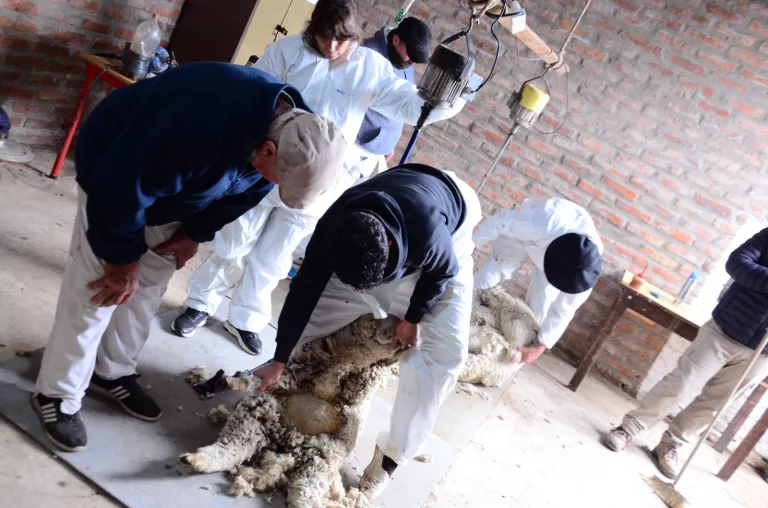 Exitosa jornada de capacitación en esquila ovina en General Acha para estudiantes y trabajadores del sector