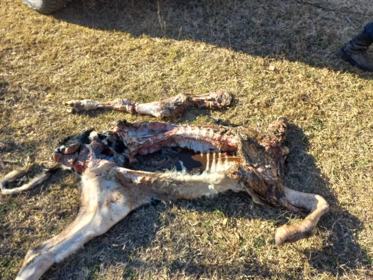 Detenidos por abigeato en Relmo: hallan restos de animal robado en un aljibe