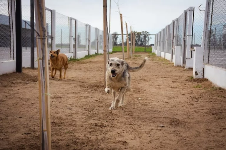 ¡Bríndales una nueva oportunidad! Continúan promoviendo la adopción responsable de animales de compañía en General Pico