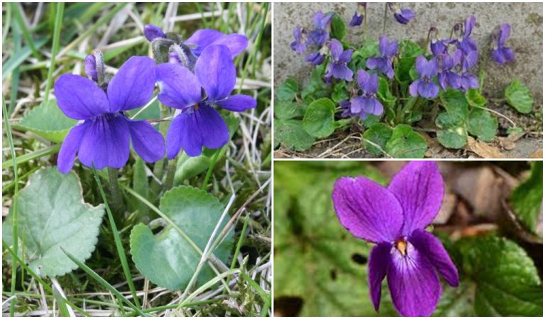 Para los amantes del jardín: hoy escribí sobre la Violeta Silvestre