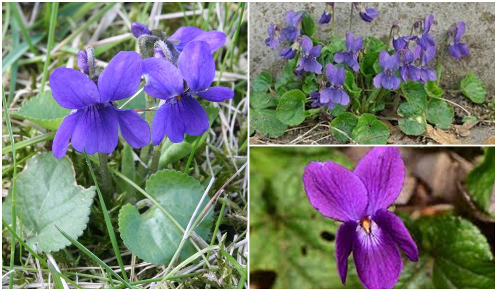 Para Los Amantes Del Jard n Hoy Escrib Sobre La Violeta Silvestre Para Los Amantes Del Jard n Hoy Escrib Sobre La Violeta Silvestre