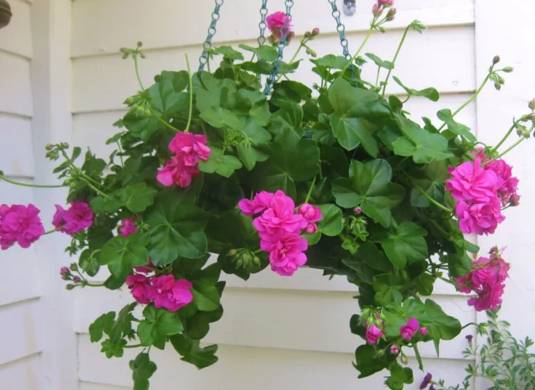 Para los amantes del jardín: Pelargonium x hortorum – la joya de Sudáfrica
