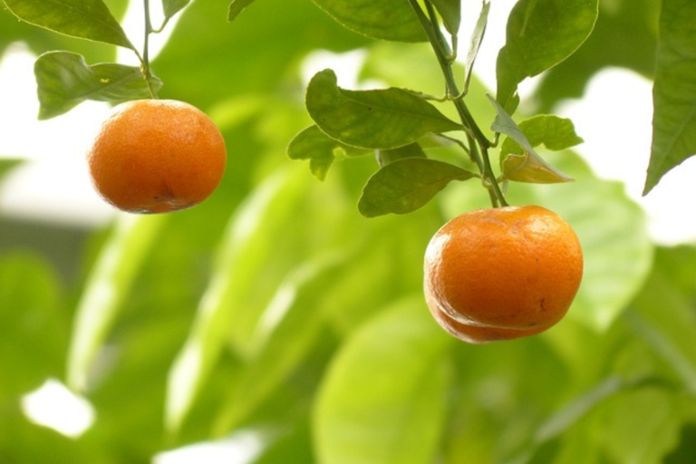 Para los amantes del jardín: hoy escribiré sobre las mandarinas