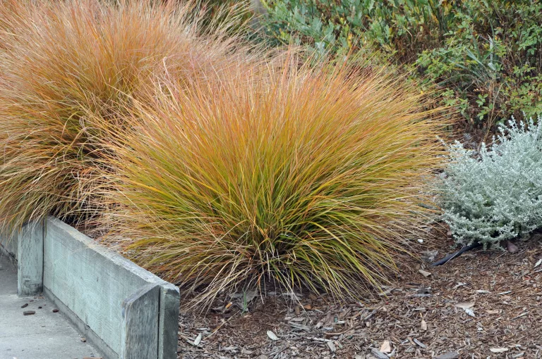 Para los amantes del jardín: descubre el elegante encanto del Carex Bronce en tu jardín