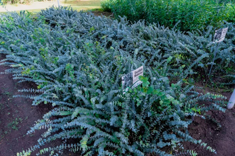 Los Viveros Forestales Provinciales continúan con la venta de plantas