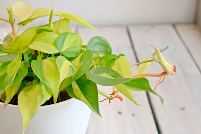 Para los amantes del jardín: CORDATO, el tesoro verde de Brasil para tu hogar