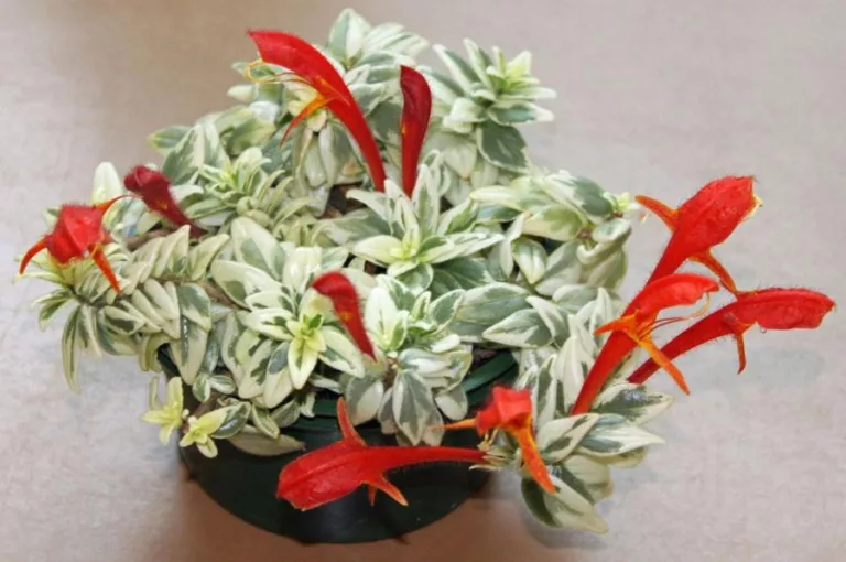 Para los amantes del jardín: “Columnea Sp”, un tesoro de las selvas tropicales de centroamérica