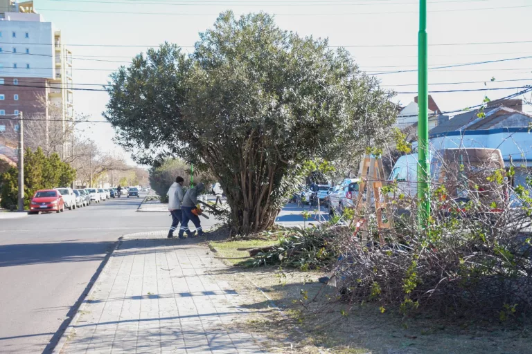 Continúan las tareas de mantenimiento de plantas en Avenida San Martín